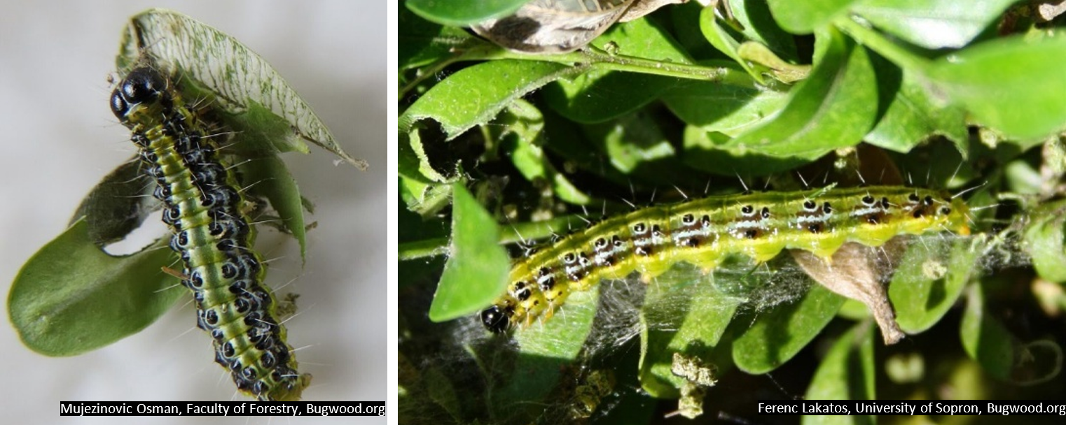 Close-up photos of box tree moth caterpillars on boxwood. The caterpillars are green with black and white stripes, rows of black dots, and spiny hairs. They are feeding on leaves and silk webbing is visible.